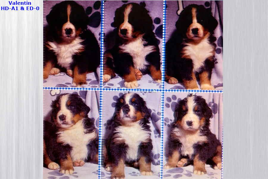 BB-V-JUNGS-5-wo BB-V-JUNGS-5-wo