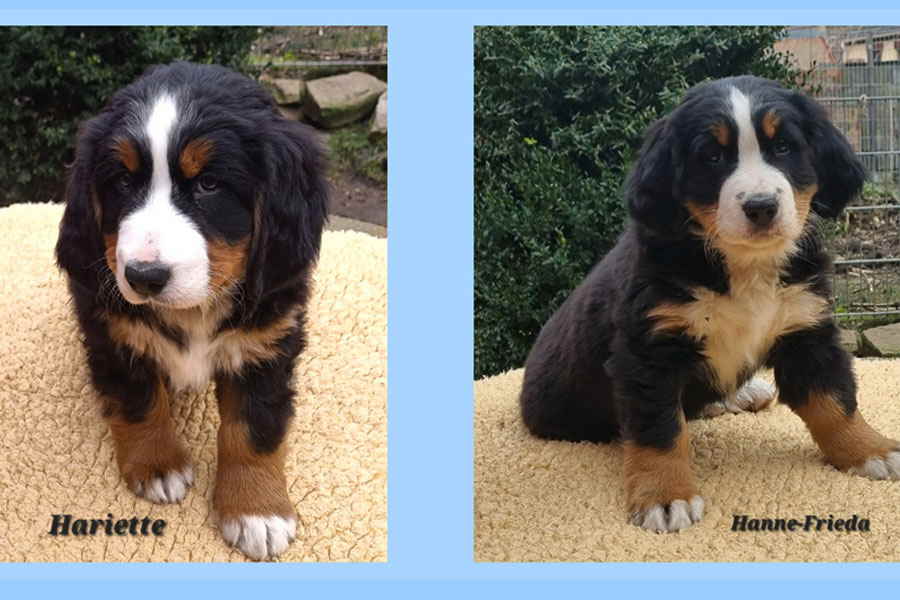HARIETTE-HANNE-FRIEDA1 HARIETTE-HANNE-FRIEDA1