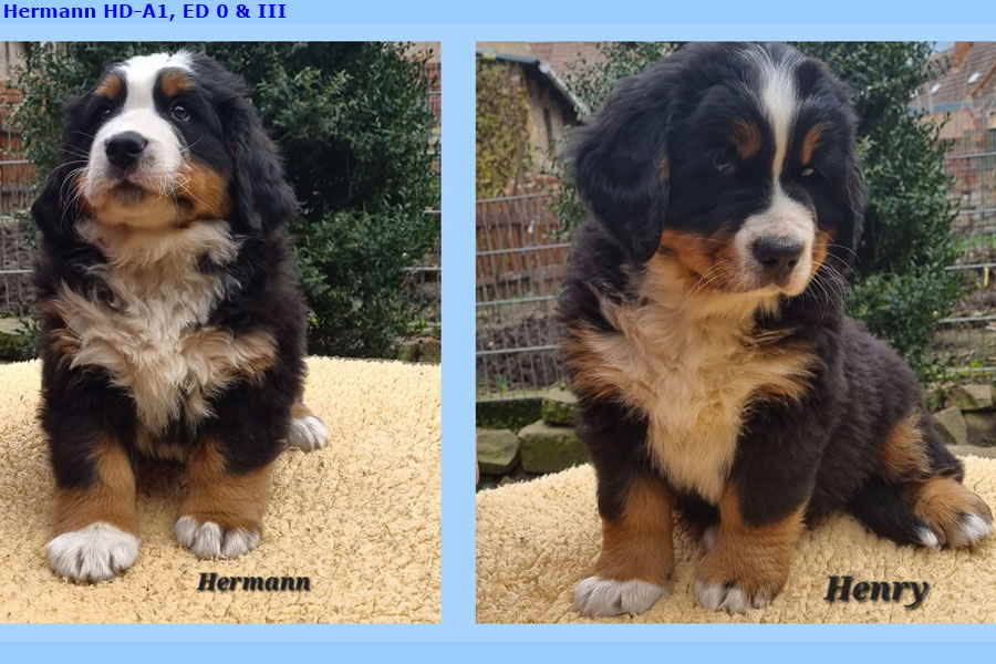 HERMANN-HENRY1 HERMANN-HENRY1