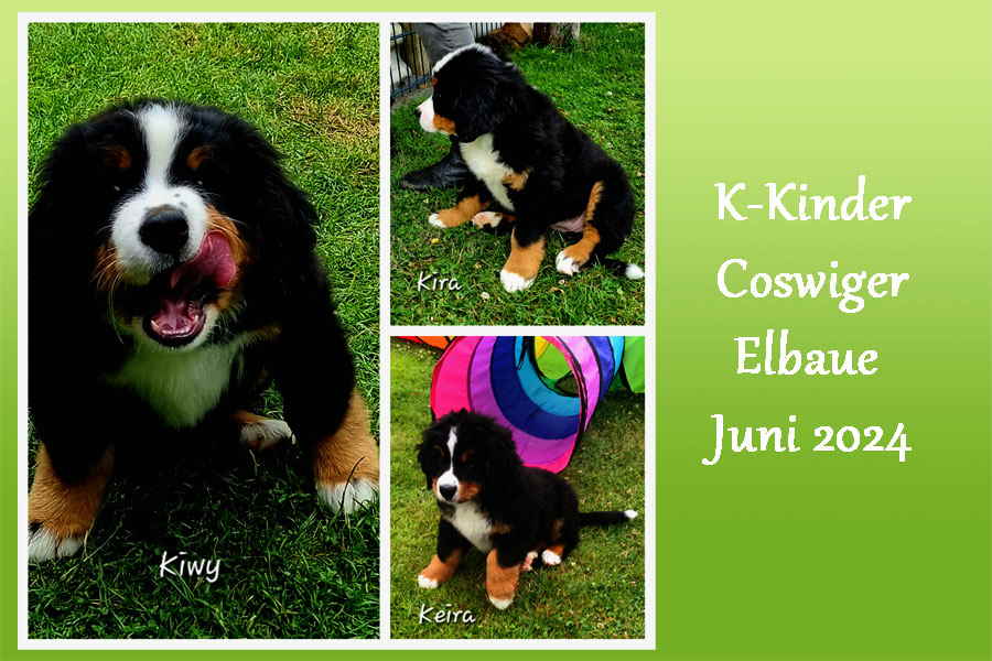 K-COSWIGER-ELB-0624 K-COSWIGER-ELB-0624
