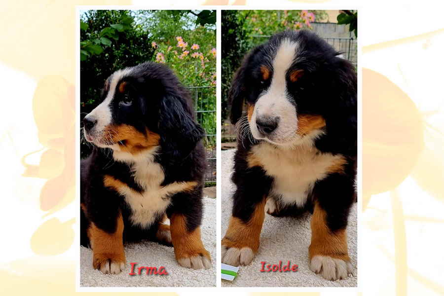 KH-ISOLDE-IRMA KH-ISOLDE-IRMA