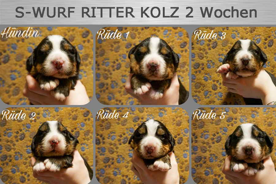 S-RITTER-KOLZ-2-WO