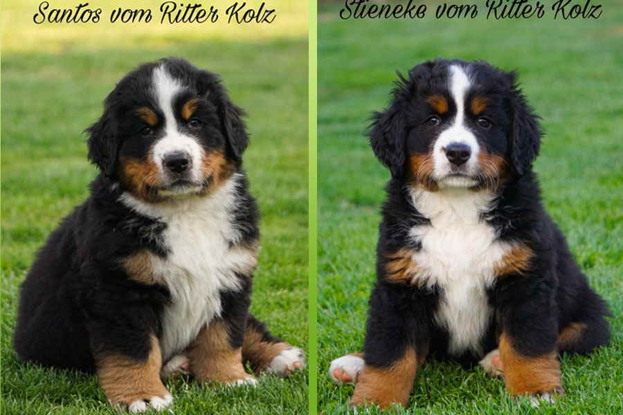 SANTOS-STIENEKE SANTOS-STIENEKE