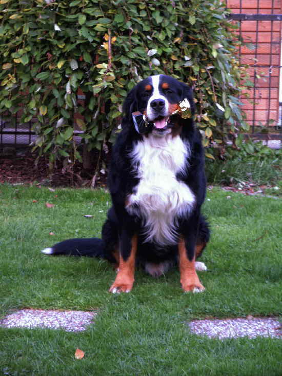 boomer ausstell pokal