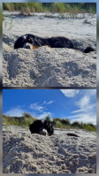 Uccas im Sand in Zingst 06/2026 Uccas im Sand in Zingst 06/2026