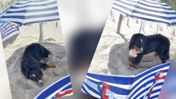 Uki mit seiner Strandausrüstung Zingst 06/2026 Uki mit seiner Strandausrüstung Zingst 06/2026