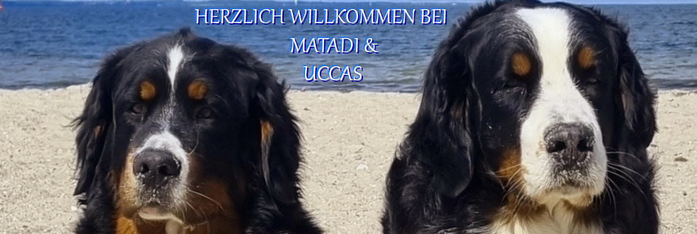 Matadi - boomer-vom-saurierpfad.de